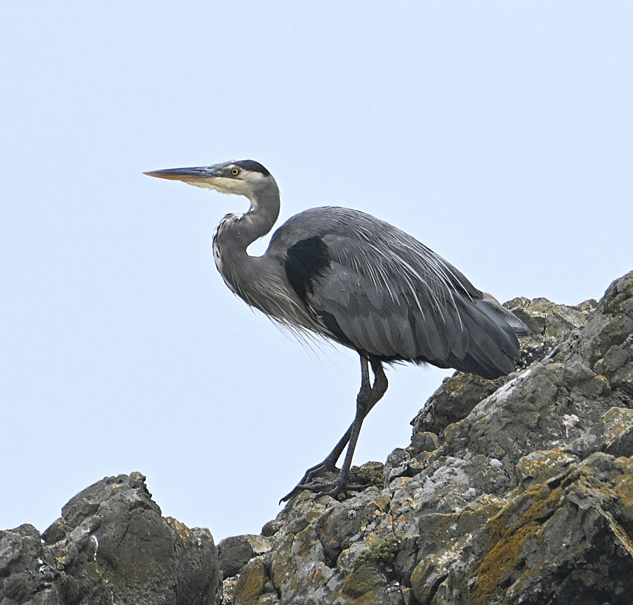 Heron on the cape