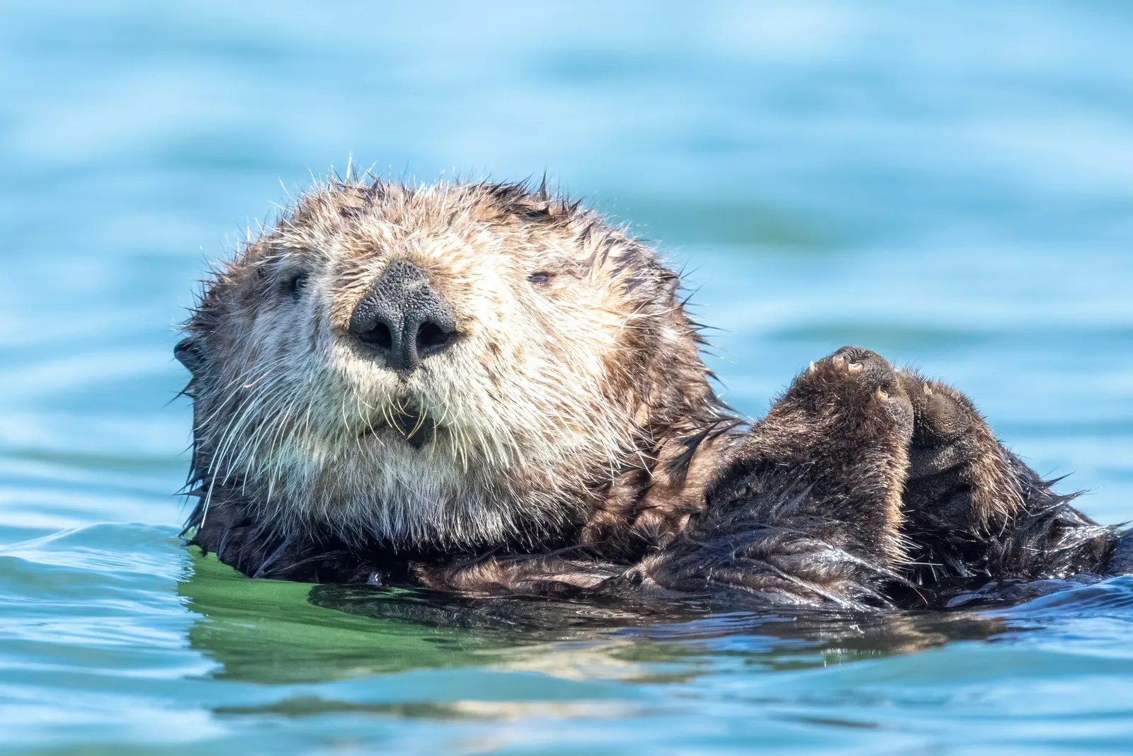 Sea otter floating in water