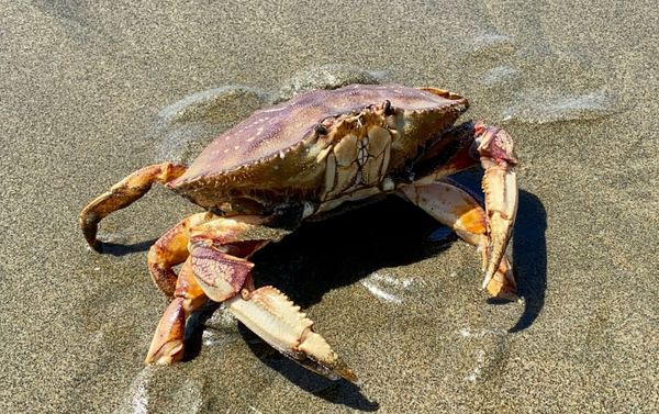 Dungeness crab