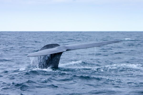 Whale tail in the ocean