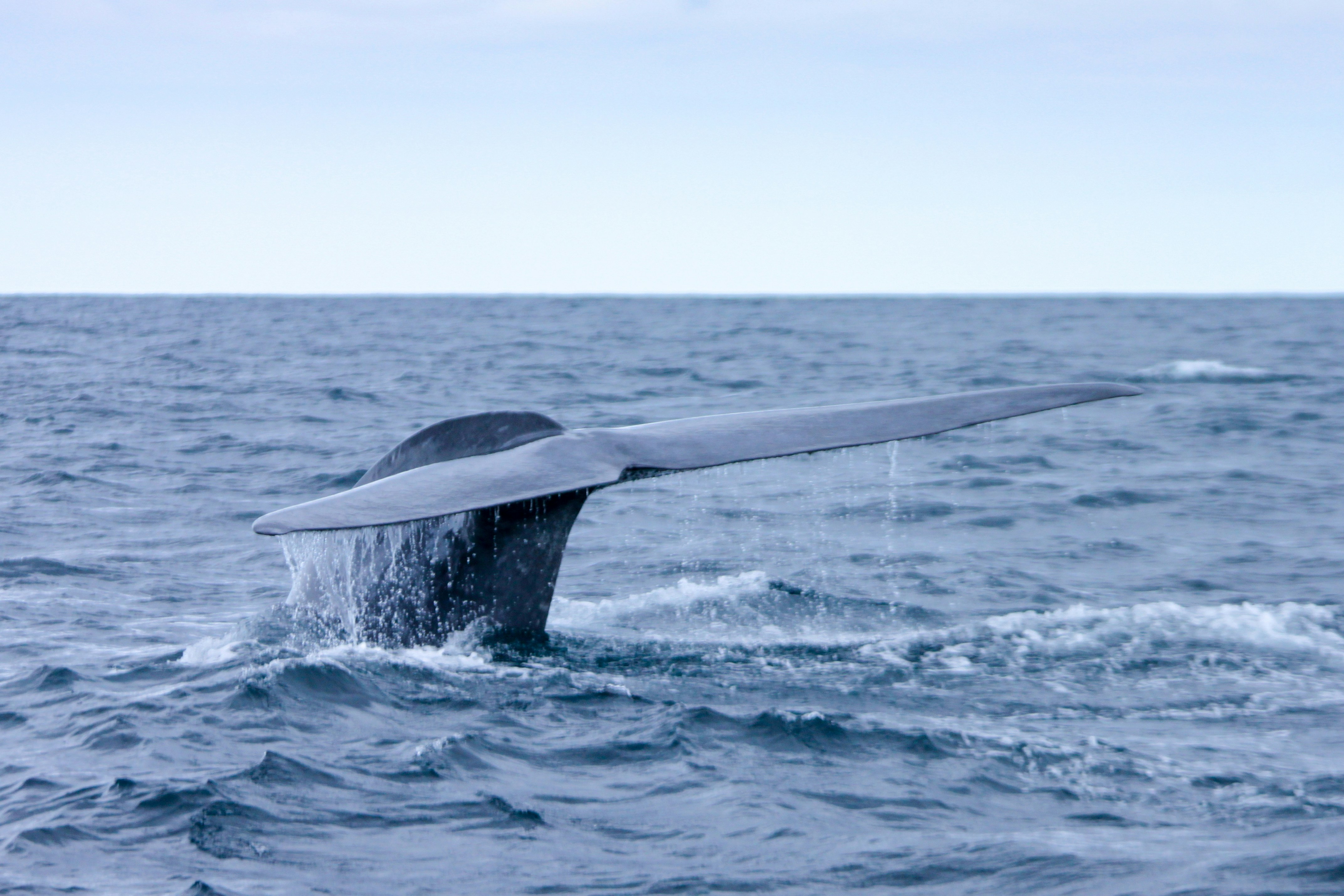 Whale tail in the ocean